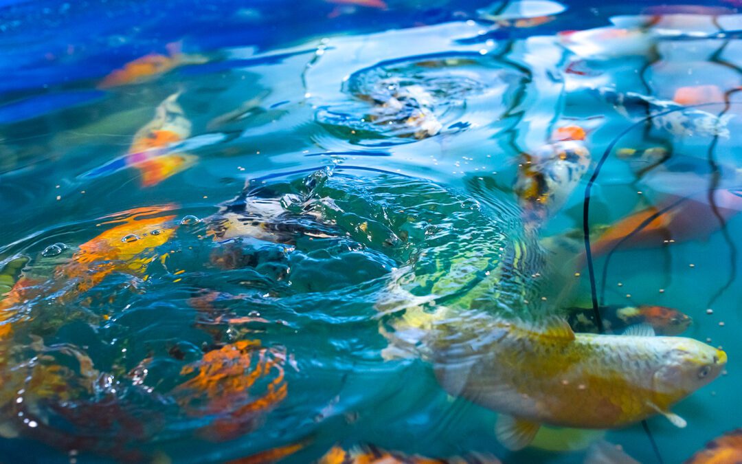 Aquaponics: The future of sustainable cannabis is fueled by fish poop