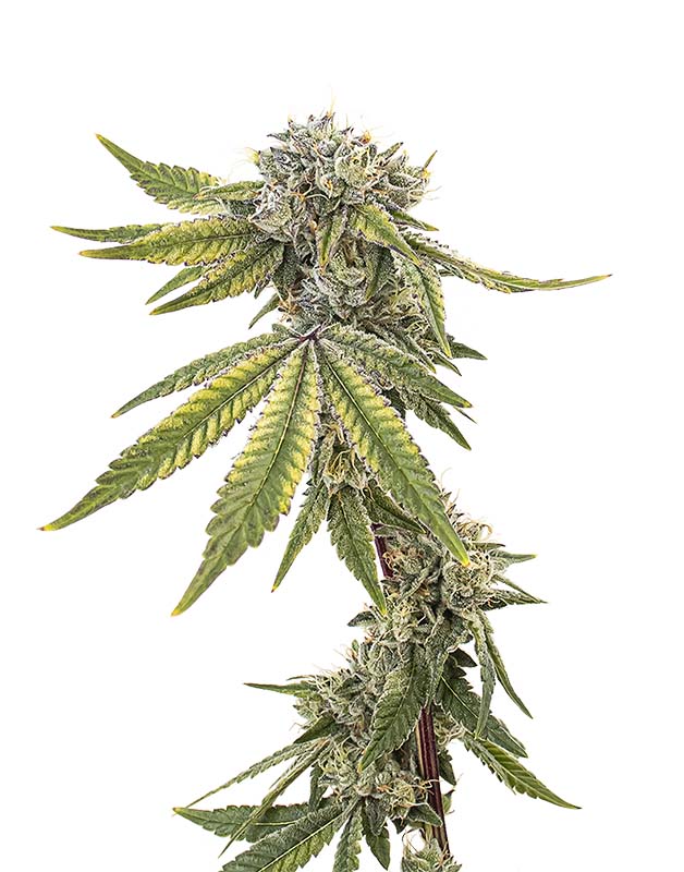 Atlantic Glue GG4 Cola 2