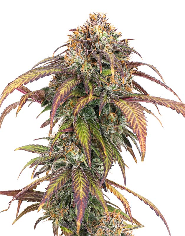 CBD Charlottes Angel Cola