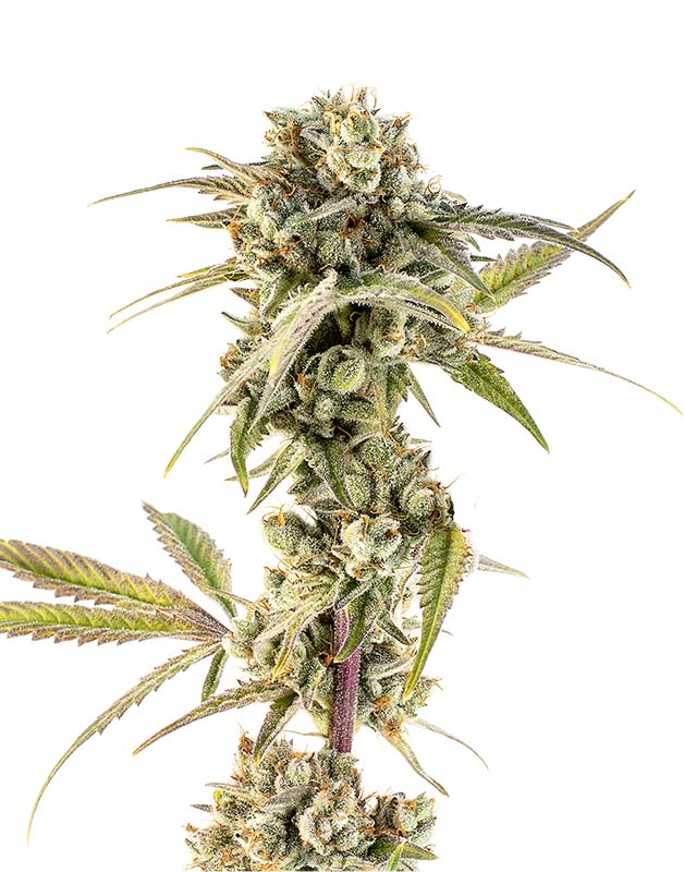 Ghost Train Haze High SeasTM Cola